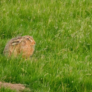 Redwell   June 2016   D3s (60 Of 297).jpg